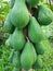 Papaya fruit on the tree, tropical fruit and very exotic