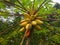 Papaya fruits in a papya tree