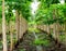 Papaya garden in thailand