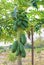 Papaya green fruit on the tree close-up.