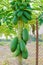 Papaya green fruit on the tree close-up.