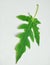Papaya green Leaf Stock Photos