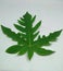 Papaya green Leaf Stock Photos