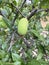 Papaya is growing in early summer