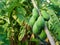 Papaya growing on the tree