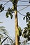 Papaya growing on a tree