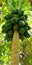 Papaya growing on a tree