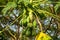Papaya growing on tree
