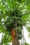 Papaya growing on tree