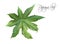 Papaya leaf illustration