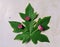 Papaya Leaf With Little Rose