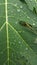 Papaya leave with rain drop , background texture