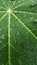 Papaya leave with rain drop , background texture