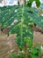 Papaya leaves damaged by plant pests