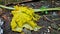 papaya leaves falling to the ground