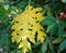 papaya leaves turn yellow slow