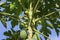 Papaya, or melon tree â€“ woody plant; species of the genus Carica, family Caricaceae.