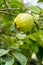 Papaya that is not yet mature on a papaya tree.