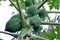 PAPAYA OUTDOORS