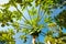 Papaya palm tree with ripe fruit and radiating branches on blue sky summer background scenic close up