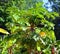 The papaya, papaw or pawpaw is the plant Carica papaya,