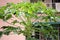 Papaya plant, Carica papaya, cultivar Coorg Honey Dew,