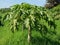 A papaya plant in the farm