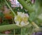 papaya plant. flower of papaya tree inthe garden