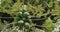 Papaya plant in Masca Gorge on Tenerife Island, Canary Islands, Spain