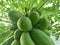 The papaya plant is a nutrient-rich fruit and can be used as a vegetable