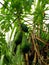Papaya, plant, plant, vegetable, tree, farmland