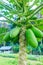 Papaya plant of thailand