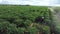 papaya plantation in Bahia