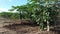 papaya plantation in Bahia