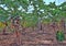 Papaya plantation damaged by a Papaya mealybug