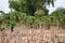 Papaya plantation in India