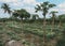 Papaya plantation and radish beds