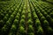 Papaya plantation, rows seedlings of papaya trees from above