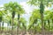 Papaya plantations.