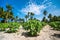 Papaya plantations on tropical island