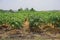 Papaya planting farm, weed control by post emergence herbicide