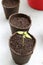 Papaya Seedling True Leaves in Biodegradable Pot, Peat Coconut Soil