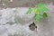 Papaya seedlings