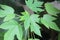 Papaya seedlings in the nursery