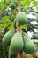 Papaya tree