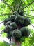 Papaya tree