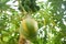 Papaya on a tree