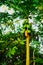 papaya tree