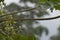 Papaya tree branches wet with water rain