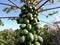 Papaya tree closeup with heavy fruit and high production